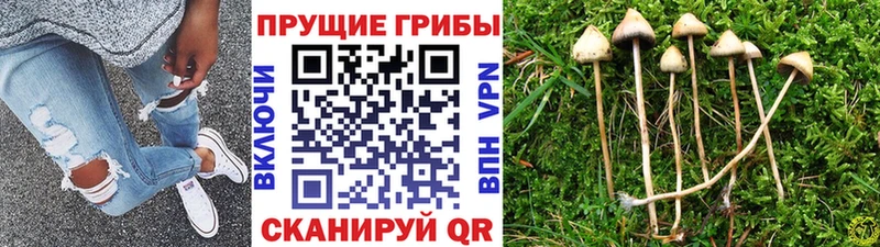 Купить  Троицк  Галлюциногенные грибы GOLDEN TEACHER 